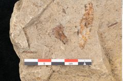 Foto (Detailansicht) von Quercus palaeoilex Ettingshausen (NHMW-GEO-2024-0188-6369)